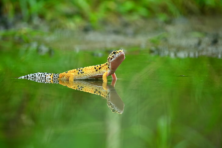 澳大利亞一男子生吞壁虎后死亡